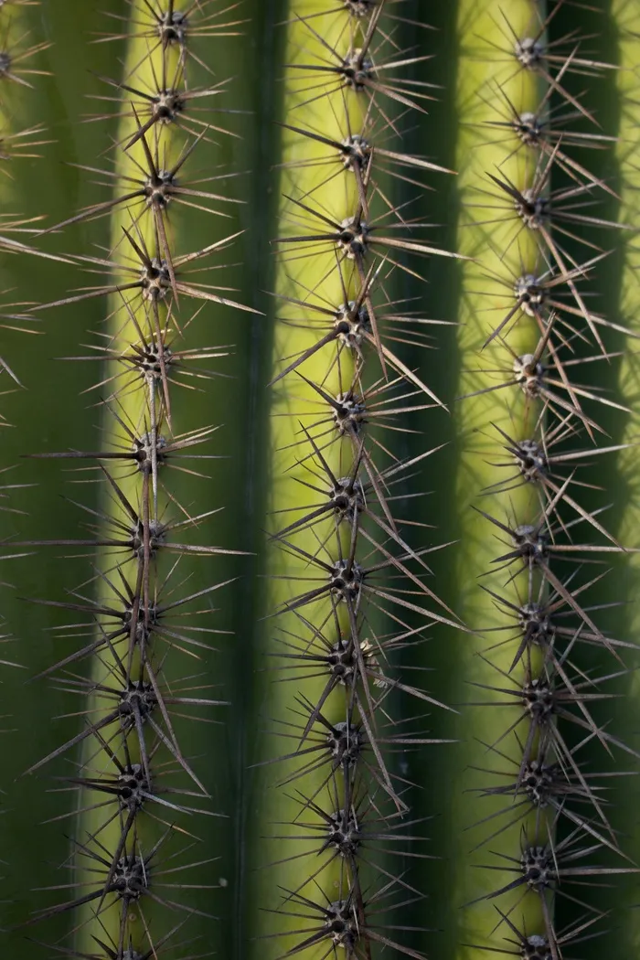 绿色仙人掌仙人球摄影素材