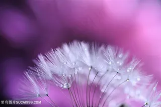 高清唯美水珠蒲公英特写摄影图片