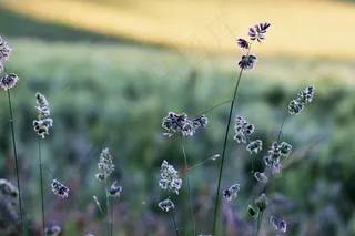 小清新非主流花草图片