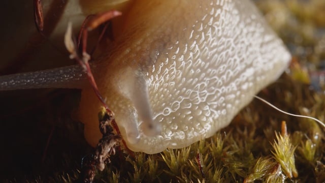 蜗牛, 性质, 花园, 螺旋, 颜色, 植物, 宏, 生物学