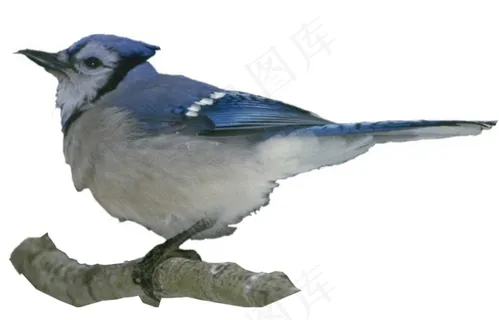 蓝色的小鸟素材 蓝色的小鸟素材