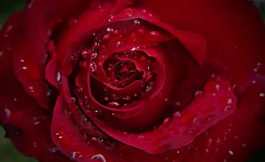 浪漫玫瑰花摄影