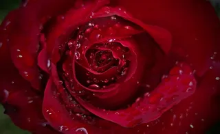 浪漫玫瑰花摄影