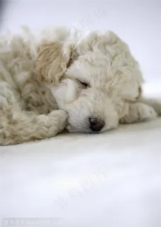 可爱狗狗-睡着的茶杯犬迷你型犬类