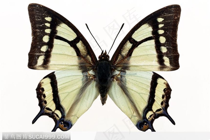 蝴蝶标本（彩色蝶）