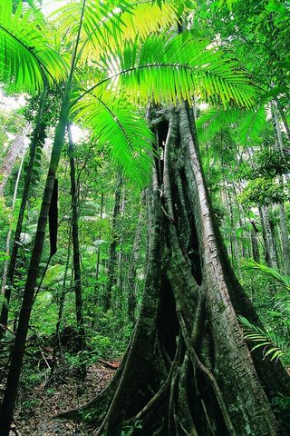 树林中的树干芭蕉叶