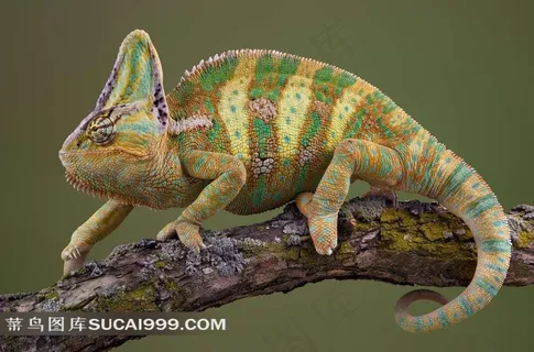 高清素材变色龙图片下载