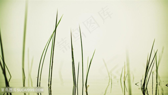 绿叶稻草风景画壁纸