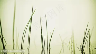 绿叶稻草风景画壁纸