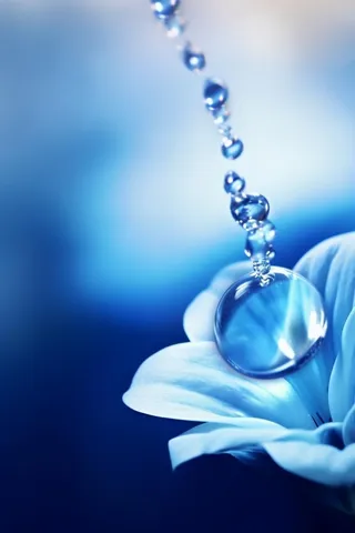 蓝色渐变鲜花露珠意境节气海报背景