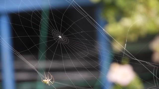 蜘蛛, 玉米网, 陷阱, 蛛形纲动物, 昆虫, 网络, 自然