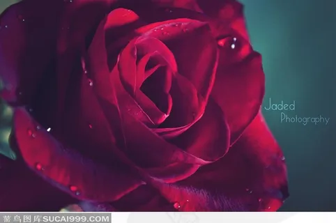 玫瑰花花朵特写