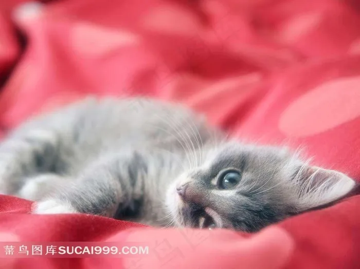 侧躺着的可爱猫咪