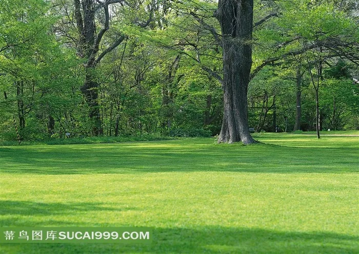 森林的绿色草地