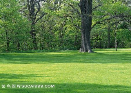 森林的绿色草地