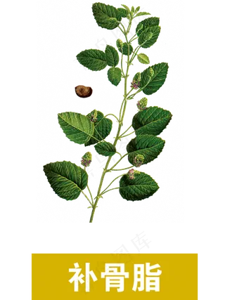 手绘草本中药药材补骨脂