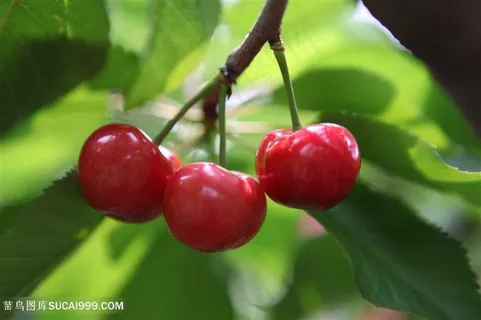 素食水果樱桃图片 素食水果樱桃图片