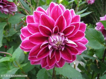 高清艳粉大丽花鲜花图片