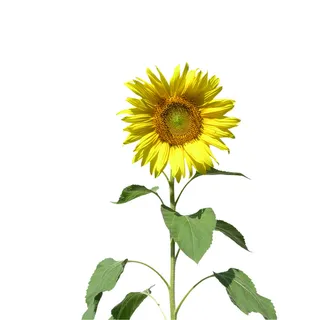 免抠向日葵摄影实物图片