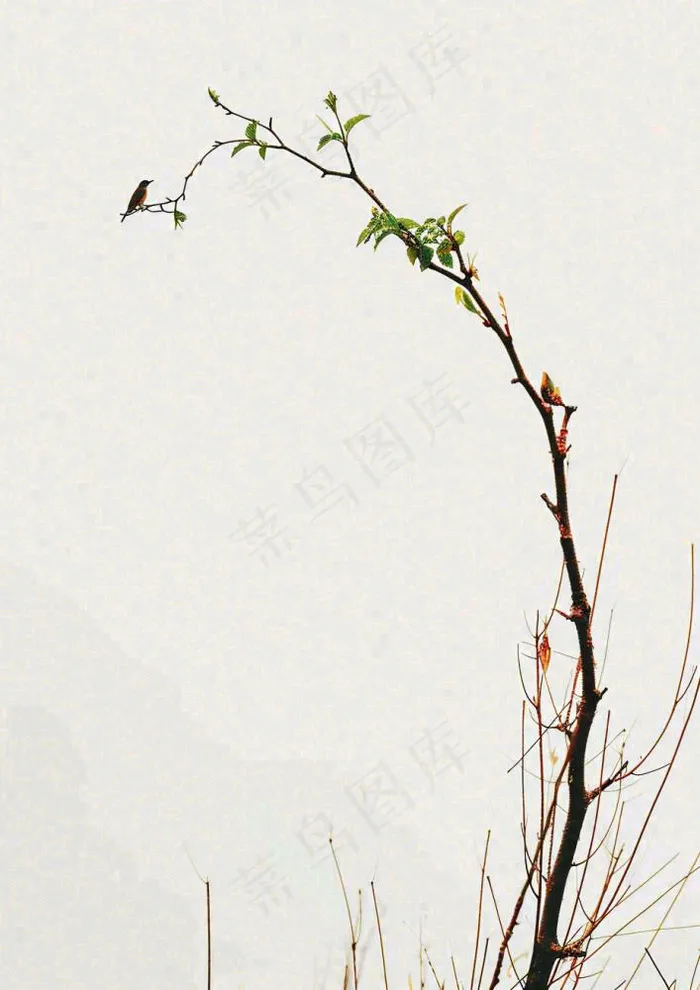简约白底户外枝叶树枝，极简中国风，立冬摄影图(928x1312)