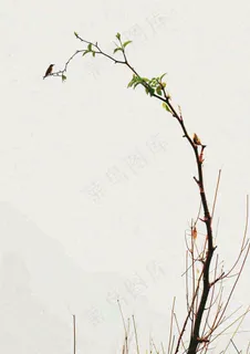 简约白底户外枝叶树枝，极简中国风，立冬摄影图