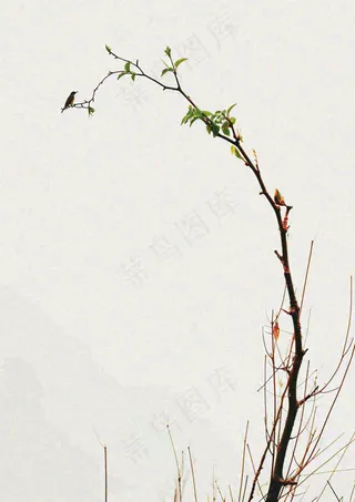 简约白底户外枝叶树枝，极简中国风，立冬摄影图