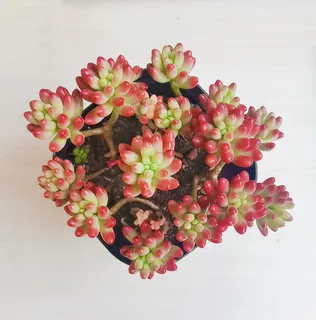 多肉 绿植 可爱