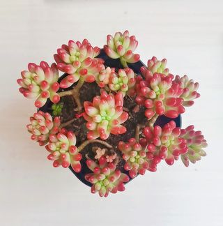 多肉 绿植 可爱