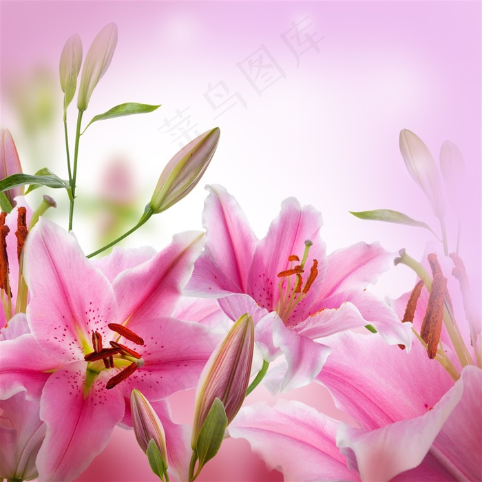 唯美百合鲜花高清图片