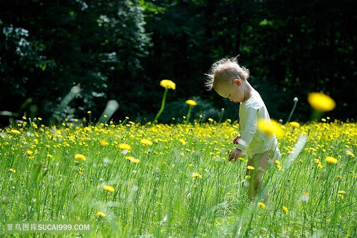 欧美儿童摄影花丛中的小男孩图片
