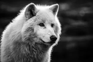 黑白照片白狼图片