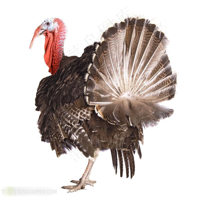 圣诞火鸡系列 - 美丽可爱的火鸡