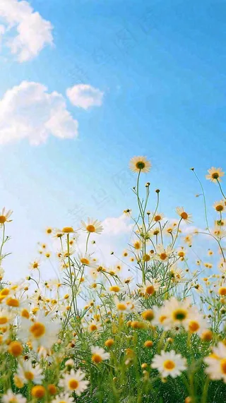 城市晴天阳光鲜花春天蓝天白云，立夏小满