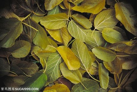 树木树叶-俯视一地落叶