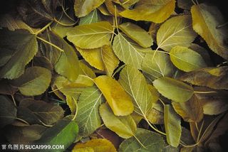 树木树叶-俯视一地落叶