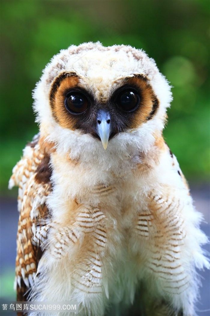 可爱猫头鹰雏鸟高清图片