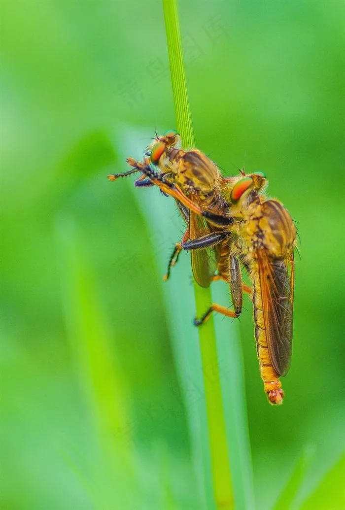 自相残杀的牛虻
