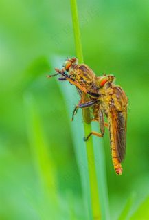 自相残杀的牛虻