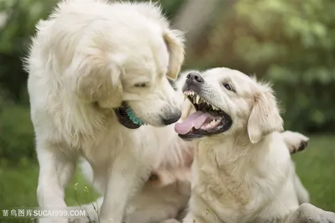一起玩耍的两只可爱金毛狗狗图片 一起玩耍的两只可爱金毛狗狗图片