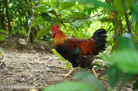 前进中的大公鸡
