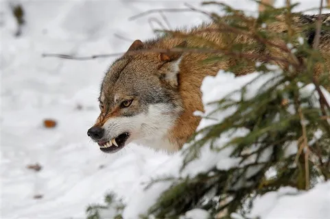 阿拉斯加狼图片 阿拉斯加狼图片