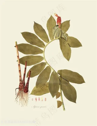 静叶精修高清植物树叶插画