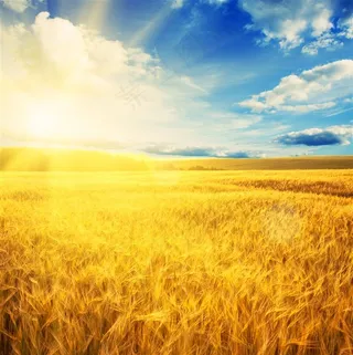 唯美高清麦田田园风光图片