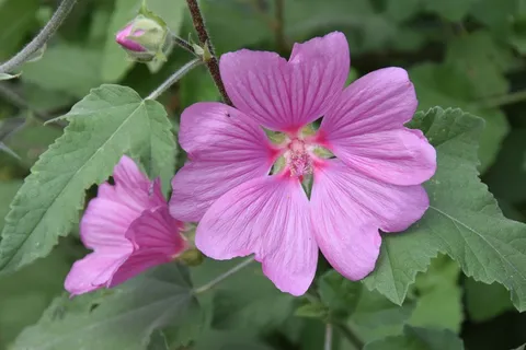 粉色蜀葵花图片 粉色蜀葵花图片