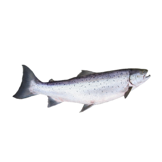 鱼类(50)海鲜超市商品红酒白底图免抠实物摄影png格式图片透明底