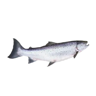 鱼类(50)海鲜超市商品红酒白底图免抠实物摄影png格式图片透明底