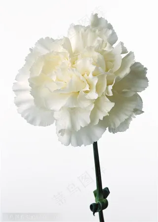 花卉物语-洁白的康乃馨