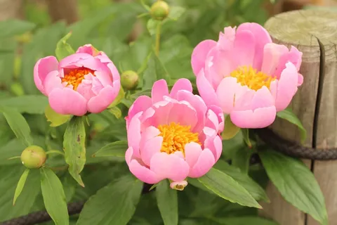 粉色芍药花高清图片 粉色芍药花高清图片