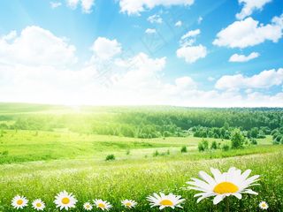 春天野菊花图片