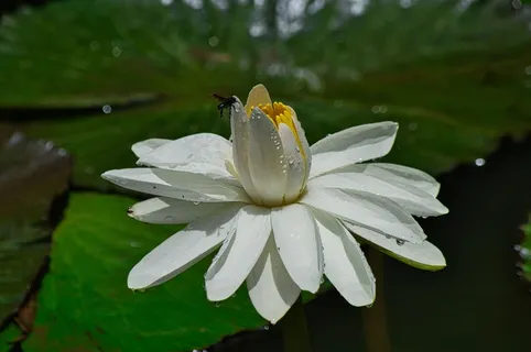 洁白睡莲花图片 洁白睡莲花图片